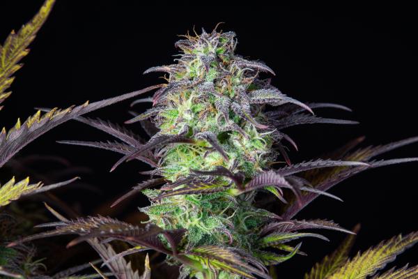 Samen 3x Original Blueberry Automatik Fast Buds